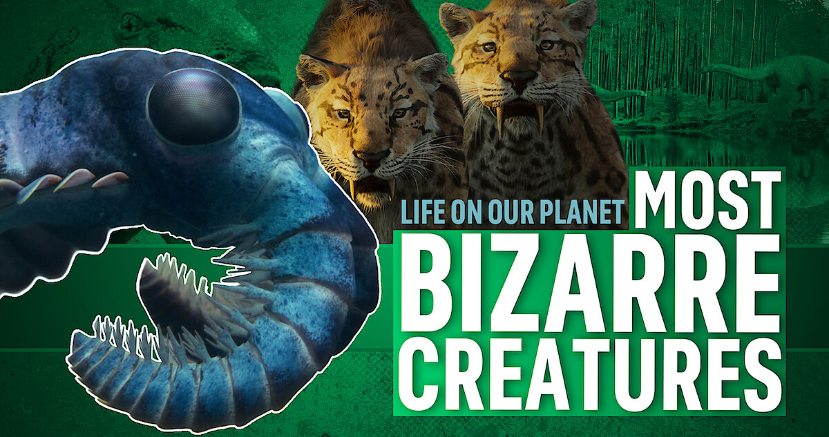 Life On Our Planet The Weirdest Creatures Netflix Tudum Life On Our Planet The Weirdest Creatures Netflix Tudum