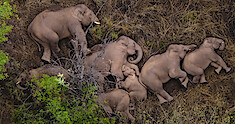 A herd of elephants resting in the grass on Our Planet II