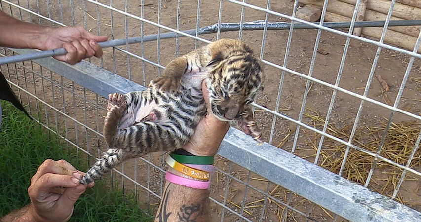 Card image: The Truth About Those Baby Tiger Photos