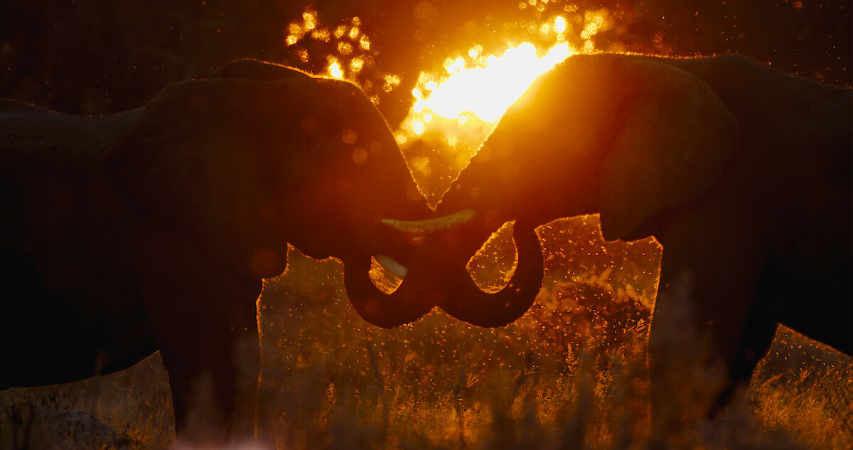 Trailer | Surviving Paradise: A Family Tale 