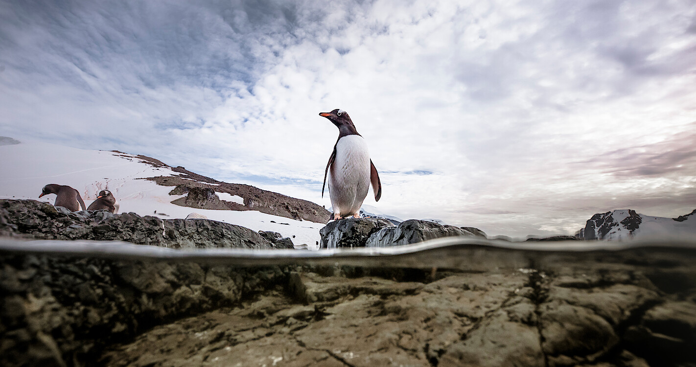 Is 'Our Planet' CGI? Here's How This Nature Documentary Is Actually Made - Netflix Tudum Is 'Our Planet' CGI? Here's How This Nature Documentary Is Actually Made - Netflix Tudum