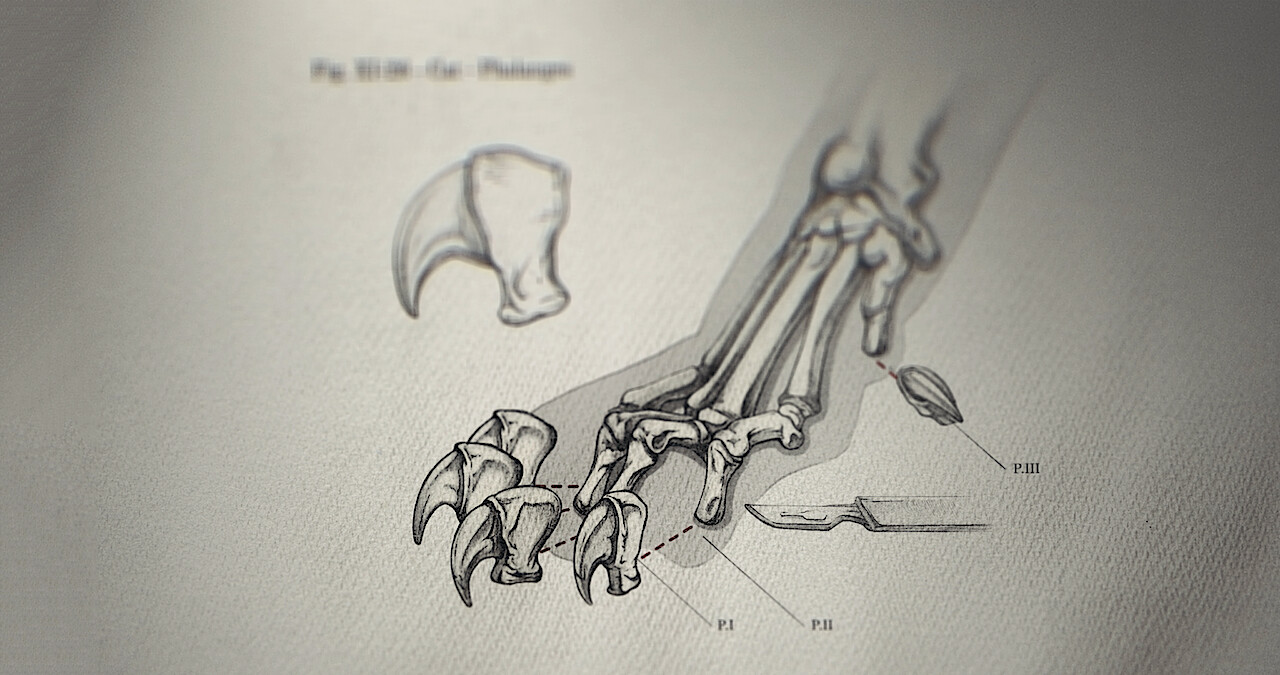 Card image: The Truth About Those Baby Tiger Photos