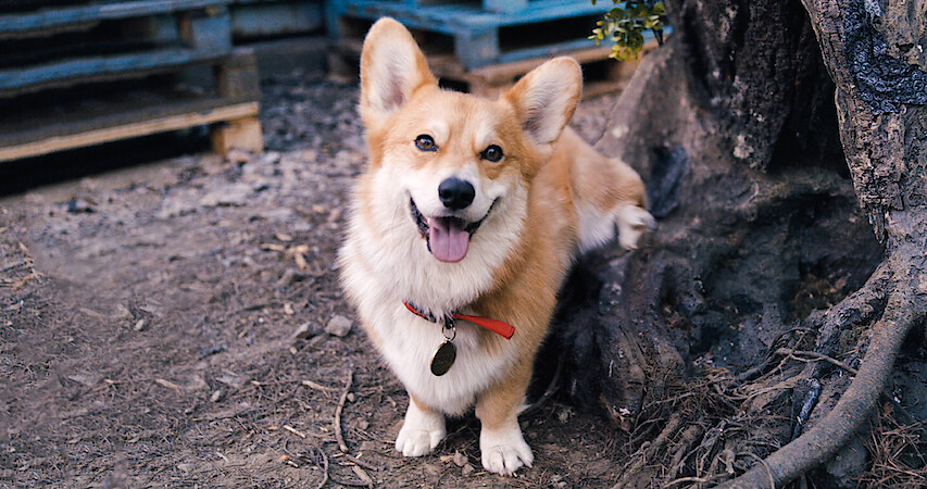 Cowboy Bebop According To John Cho | Cowboy Bebop