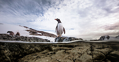 Penguin in Our Planet
