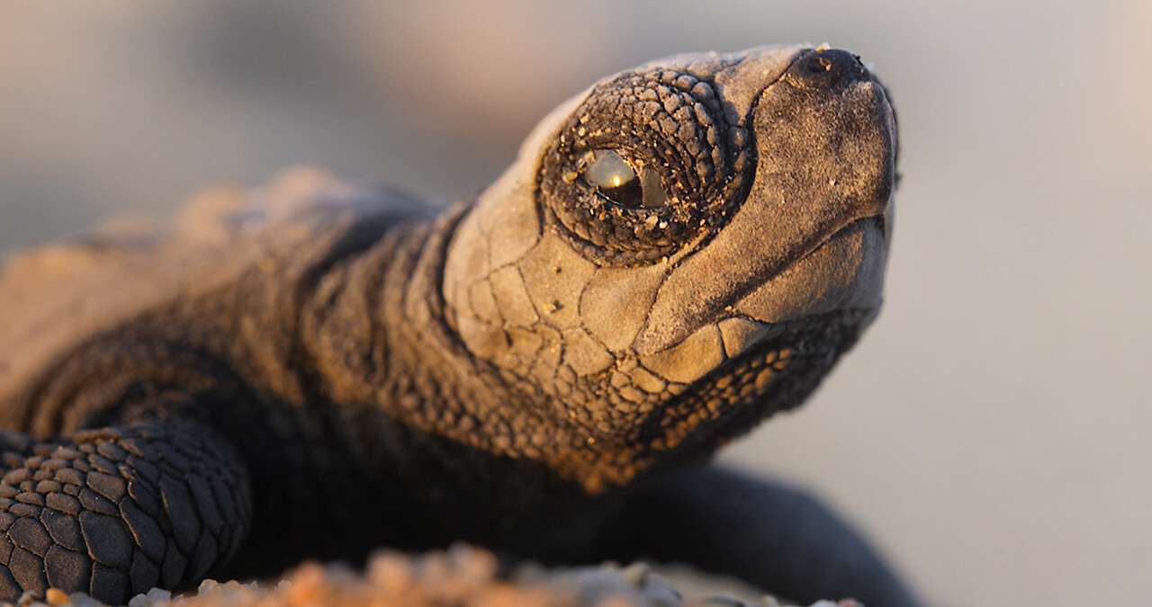 Is ‘Our Planet’ CGI? Here’s How This Nature Documentary Is Actually ...