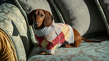 Dachshund wearing a red, yellow, and white argyle sweater sitting on a patterned blue and gold sofa in sunlight.