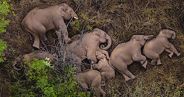 A herd of elephants resting in the grass on Our Planet II