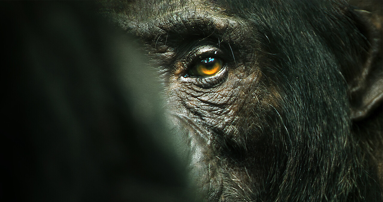 A chimp looks ominously at the viewer with one eye.