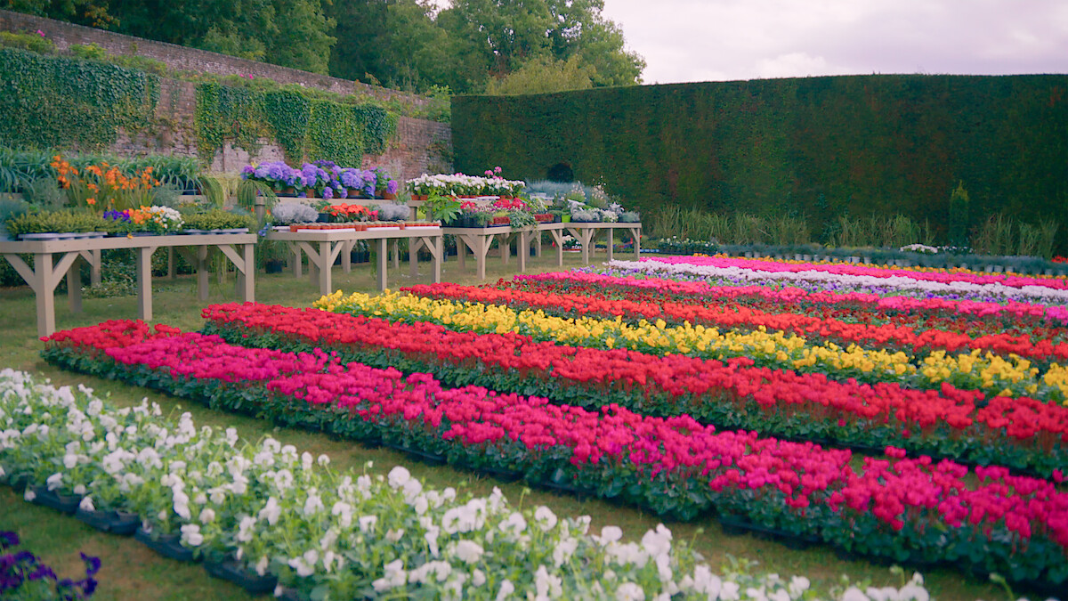 The Big Flower Fight