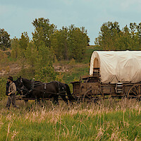 A person walks beside a horse-drawn covered wagon on a grassy field, surrounded by green trees and under a cloudy sky, evoking a historic pioneer or western setting.