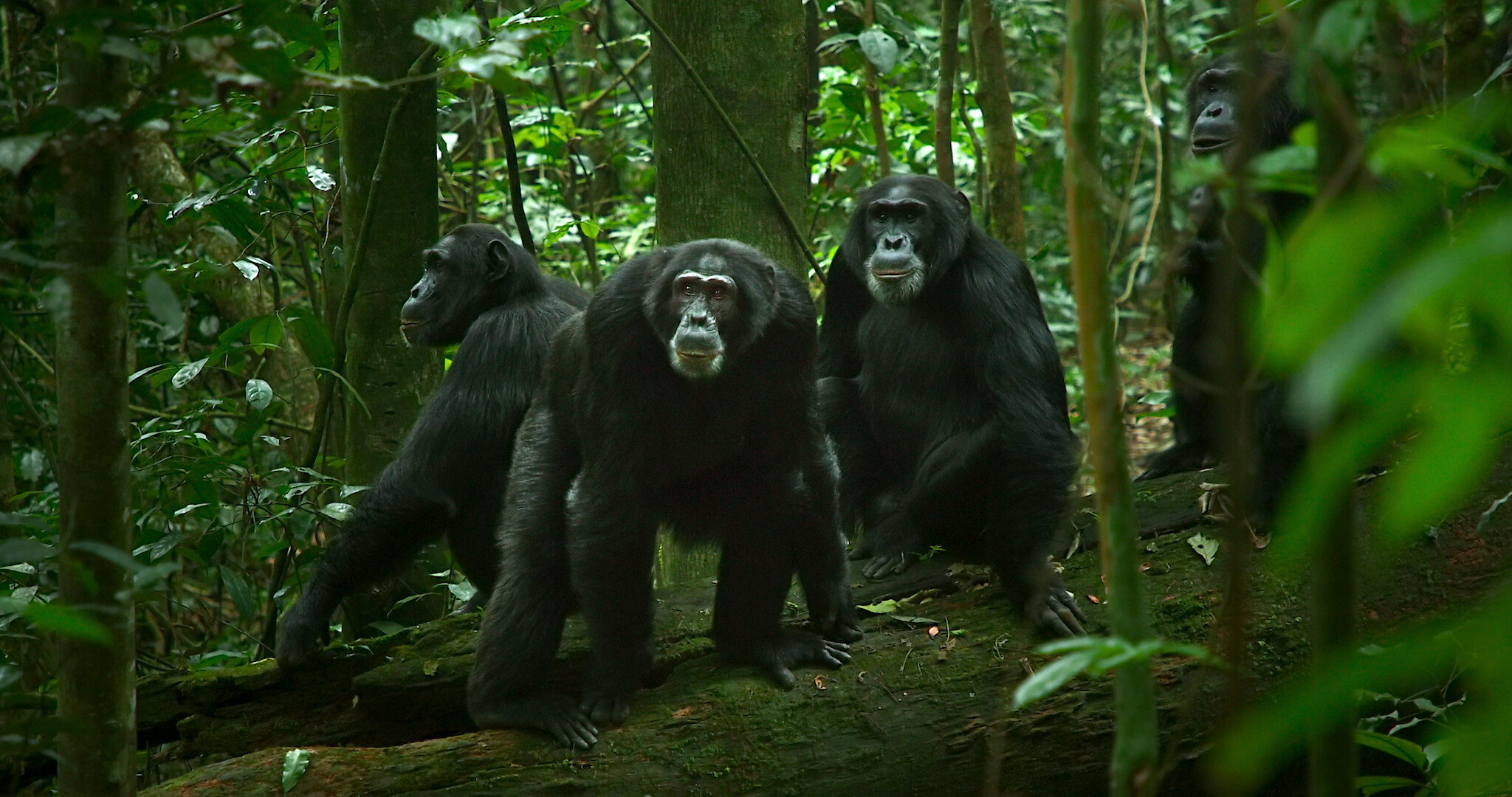 chimp walking in profile