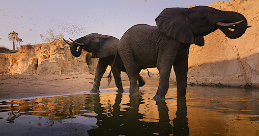 Rewilding Explained and Why We Should Let Nature Do Its Thing