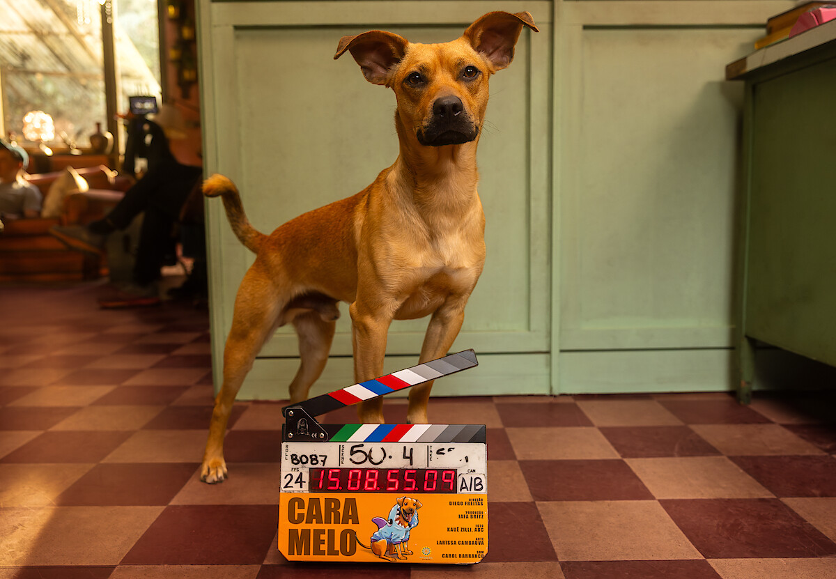 Cachorro de cor caramelo posa na frente de uma claquete em cena do filme 'Caramelo'
