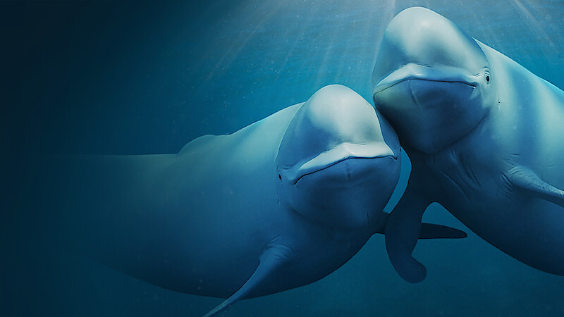 Two beluga whales side by side in the ocean.