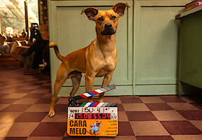 Cachorro de cor caramelo posa na frente de uma claquete em cena do filme 'Caramelo'