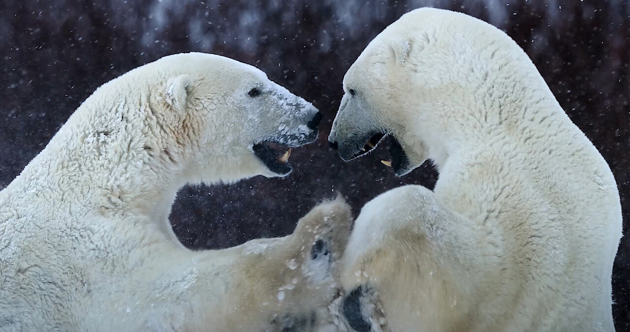 two polar bears fighting.