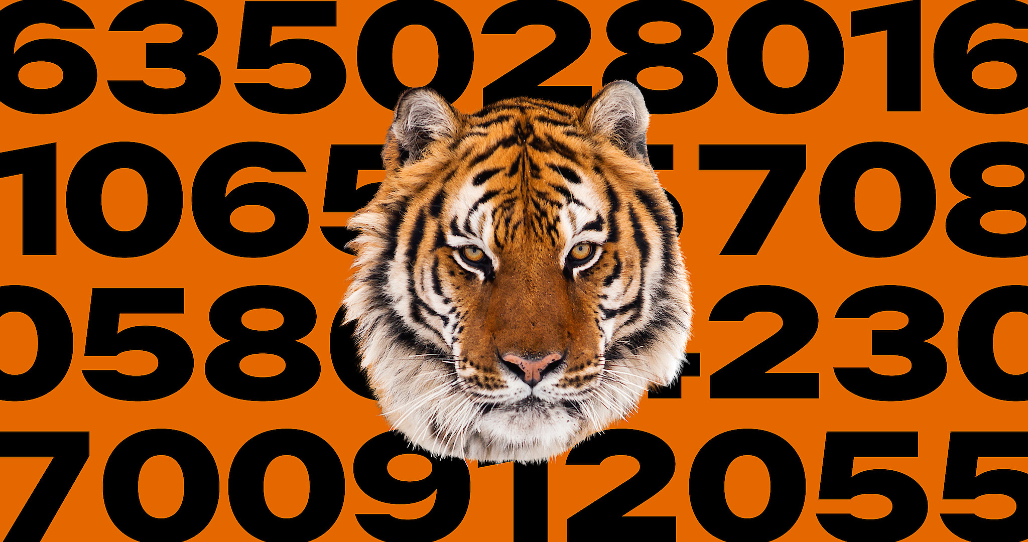 Wild tiger numbers trending upward, Magazine Articles