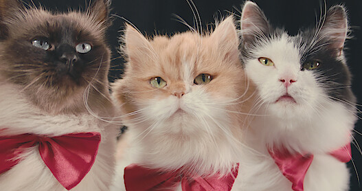 ‘Inside the Mind of a Cat’ Purred Its Way into Our Lives