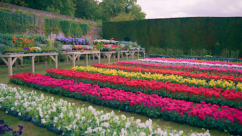 The Big Flower Fight