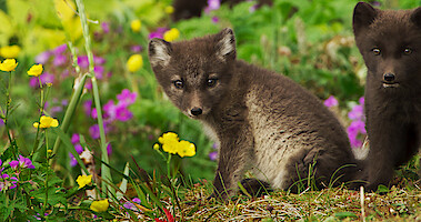 ‘Wild Babies’: Everything You Need to Know About the Adorable Series