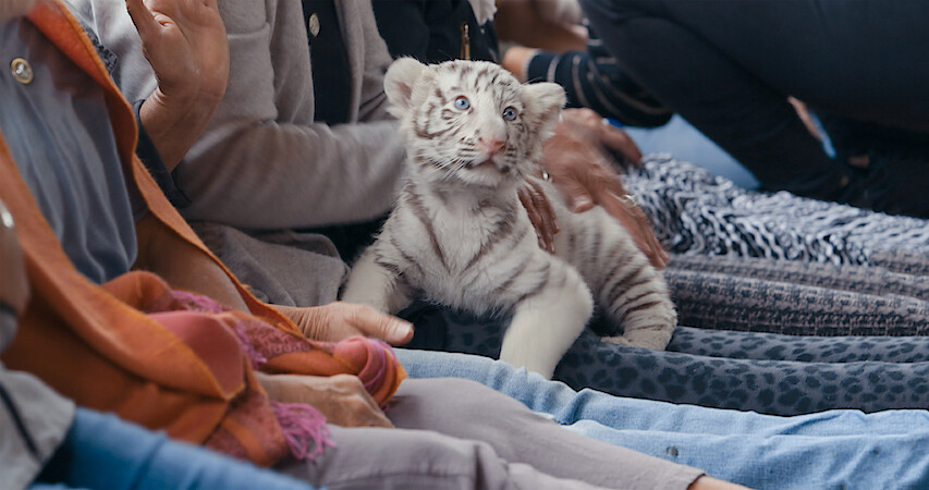 Card image: The Truth About Those Baby Tiger Photos