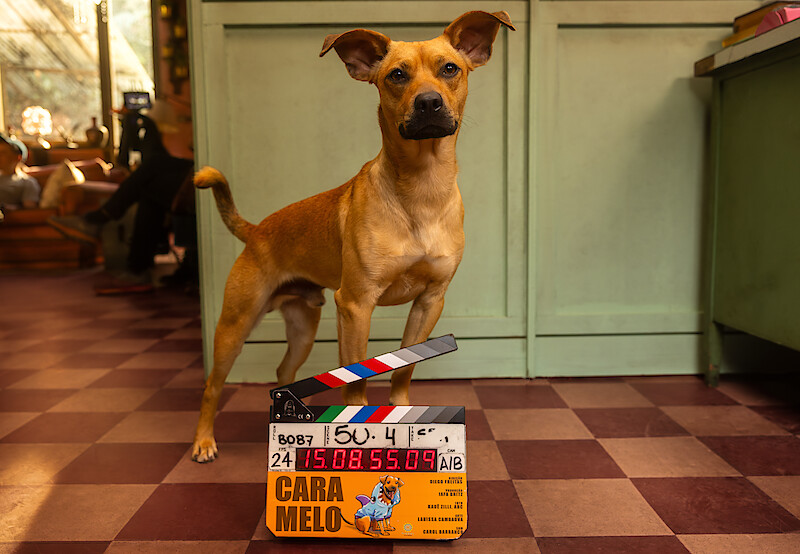Cachorro de cor caramelo posa na frente de uma claquete em cena do filme 'Caramelo'