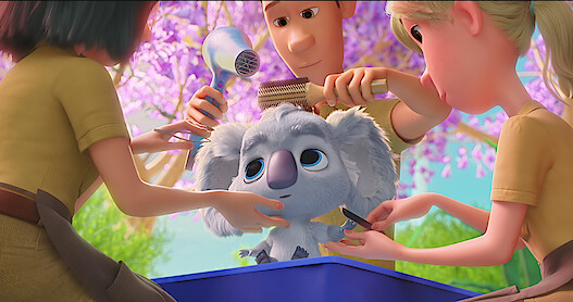 Koala getting his hair combed