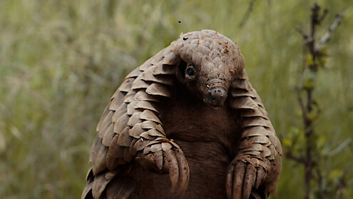 a pangolin