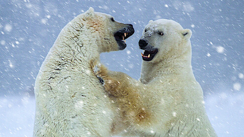 Two polar bears play in the snow.