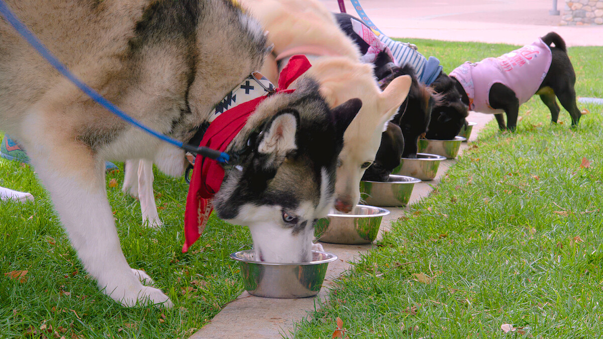 Dogs lined up eating out of their bowls.