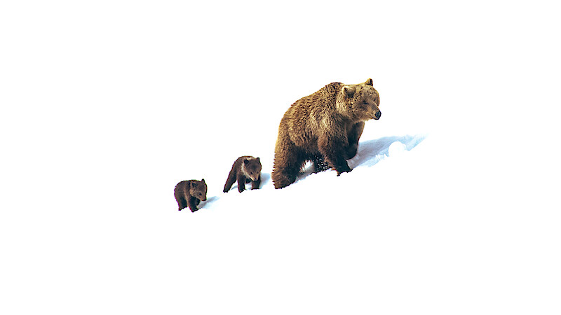A mother brown bear and two cubs walking together up a snowy slope, isolated against a white background.