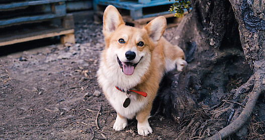 Cowboy Bebop According To John Cho | Cowboy Bebop