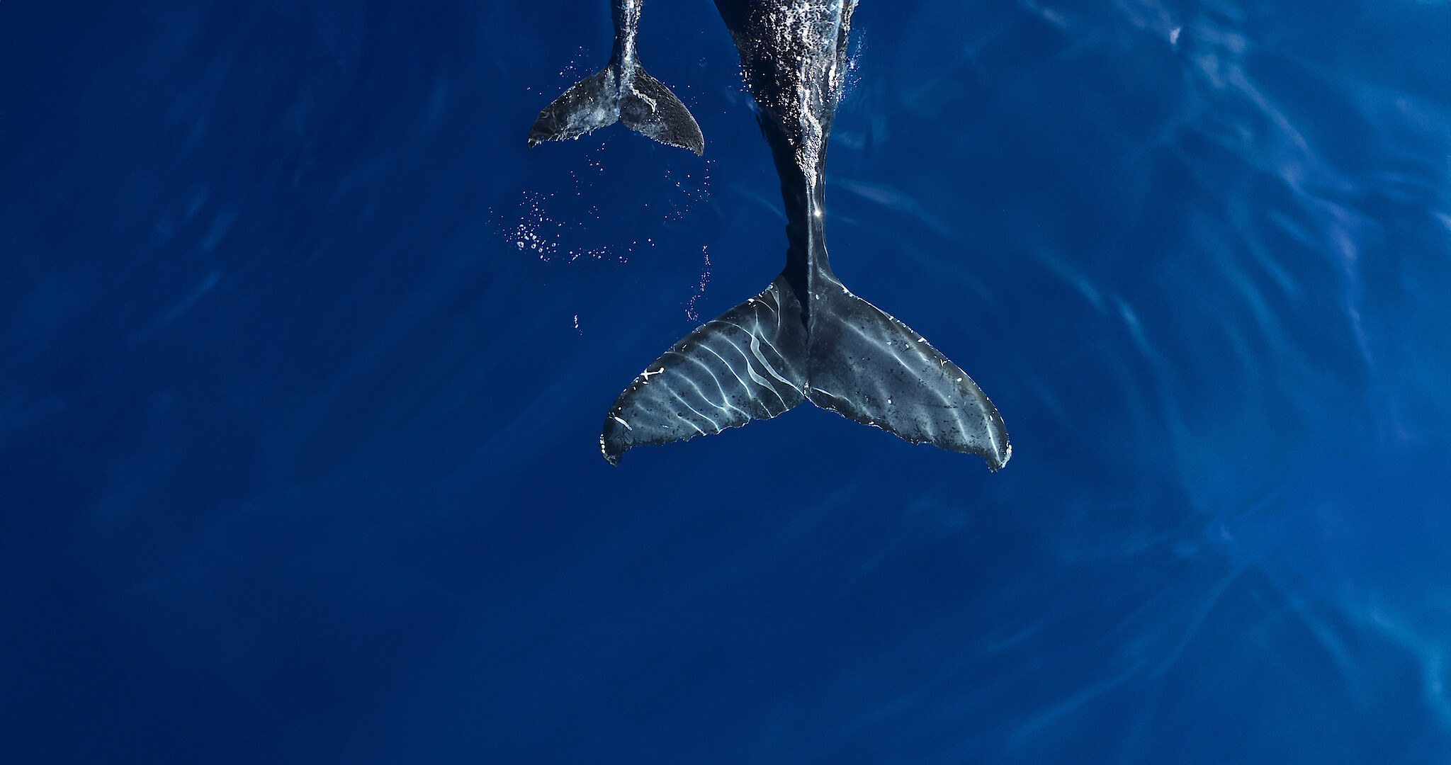 Our Oceans - a pair of whale tales just below the surface of the ocean. 