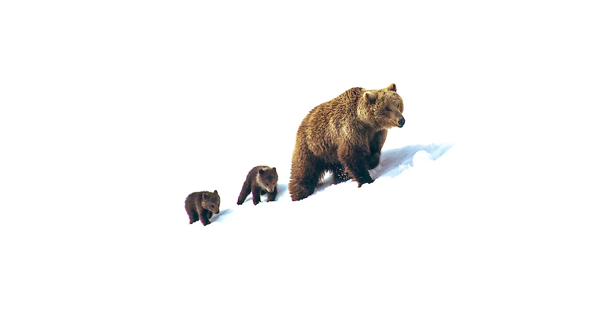 A mother brown bear and two cubs walking together up a snowy slope, isolated against a white background.
