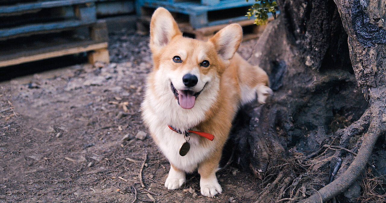 Cowboy Bebop According To John Cho | Cowboy Bebop