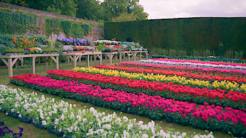 The Big Flower Fight