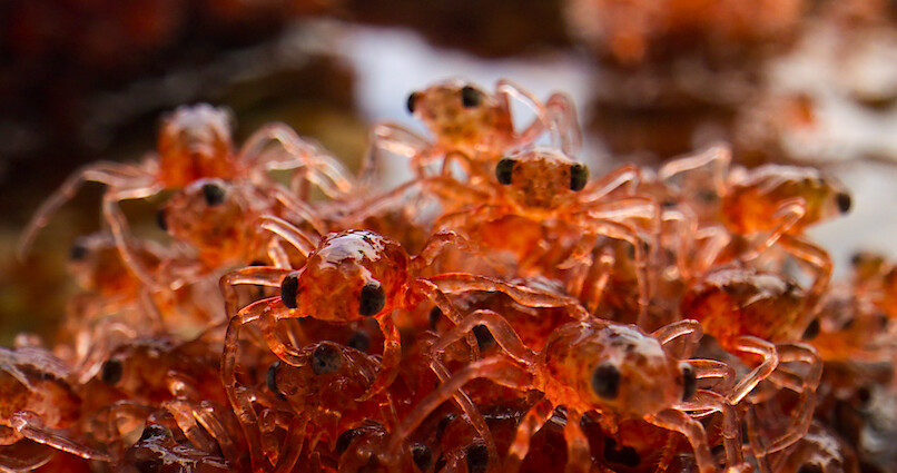 Christmas Island crabs.