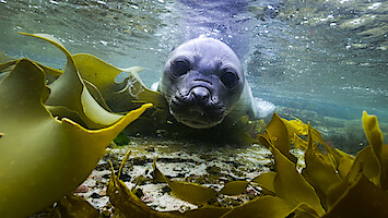 A sea lion swimming underwater amongst seaweed from 'Our Oceans.'