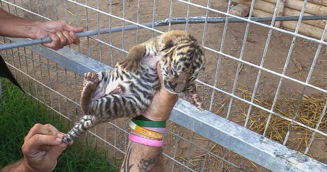 Card image: The Truth About Those Baby Tiger Photos