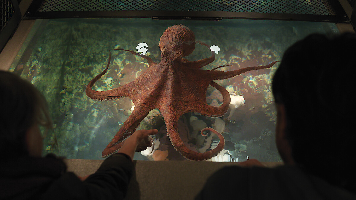 Two people observe a large octopus in a well-lit aquarium tank, viewing the animal from above through the clear water and glass enclosure.