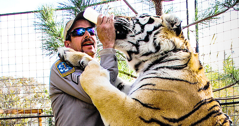 Mexican animal shelter names newborn Bengal tiger cub Covid after the  deadly global disease