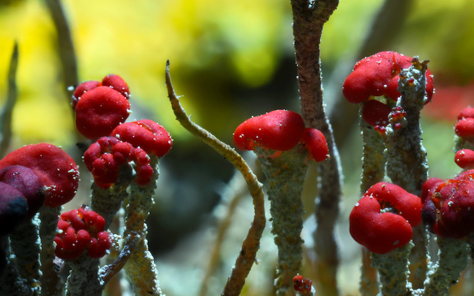 Chapter 3: Invaders of the Land