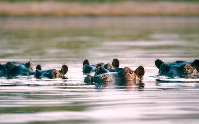 Nature's Amazing Network