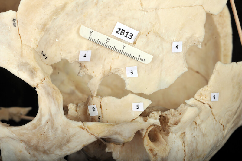 Reconstructed skull
