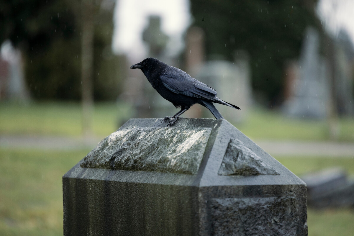 Raven from ‘The Fall of the House of Usher.’
