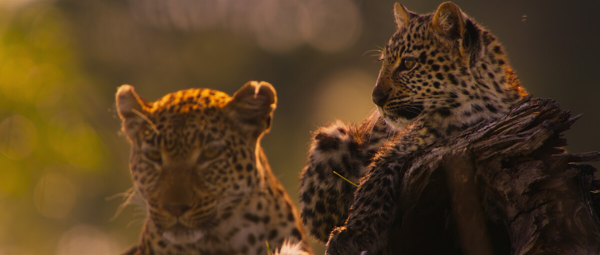 Two leopards in a scene from ‘Living With Leopards’