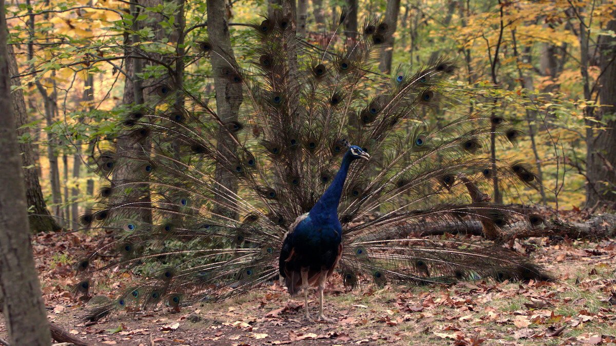 A peacock.