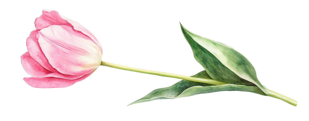 Water color tulip