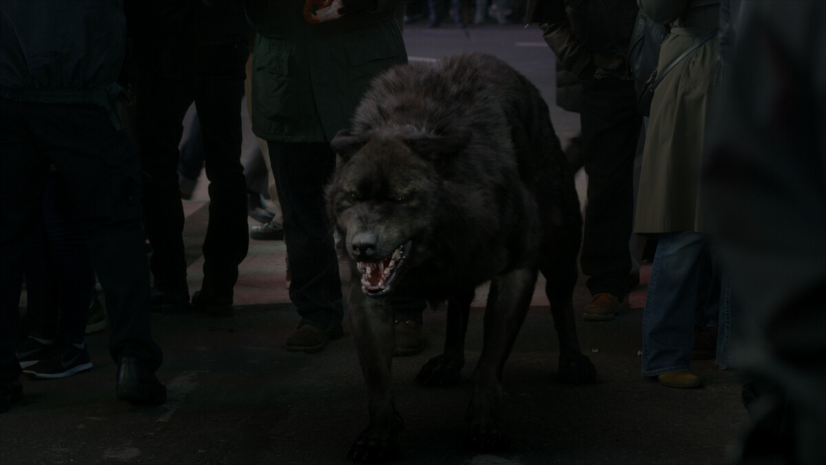 A wolf.