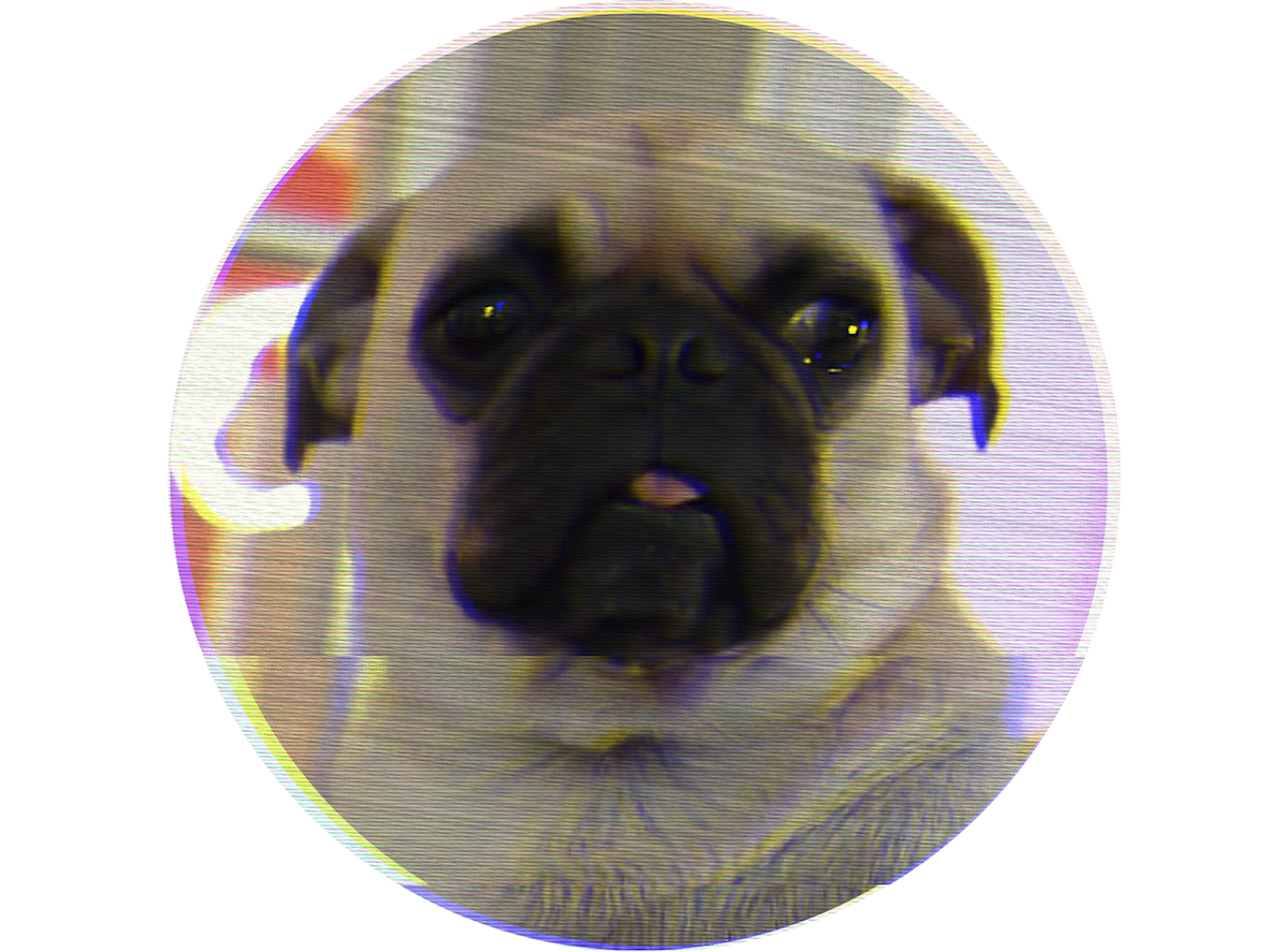 Frank (The Dog)